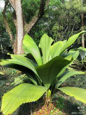 为什么叫热带植物？热带植物名称和简介-图3