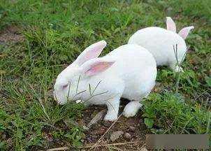 兔子光照催情的方法是什么？给兔子催情用什么植物好-图1
