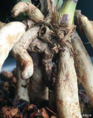 兰花气生根和地生根区别？气生根植物汇总图片-图2