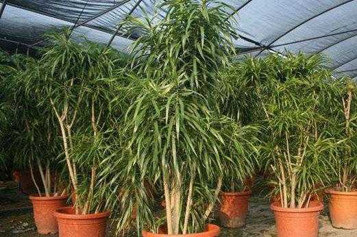千年竹相似的植物？植物千年竹怎么养殖-图1