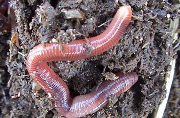 白菜地里的蚯蚓会吃白菜吗？蚯蚓会吃植物的根系吗-图2