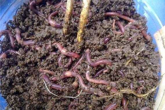 白菜地里的蚯蚓会吃白菜吗？蚯蚓会吃植物的根系吗-图3