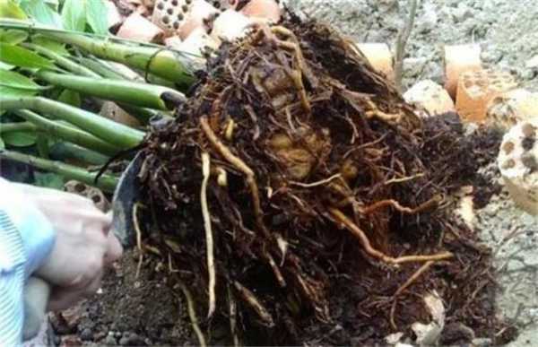 植物烂根如何处理：剪除烂根部分，伤口消毒，重新栽种？木本植物烂根了咋办