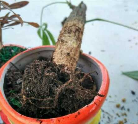 植物烂根如何处理：剪除烂根部分，伤口消毒，重新栽种？木本植物烂根了咋办-图2