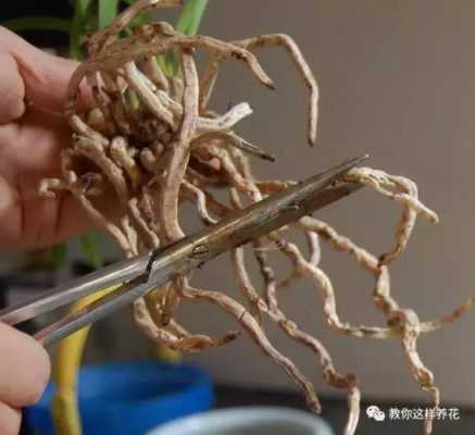 植物烂根如何处理：剪除烂根部分，伤口消毒，重新栽种？木本植物烂根了咋办-图3