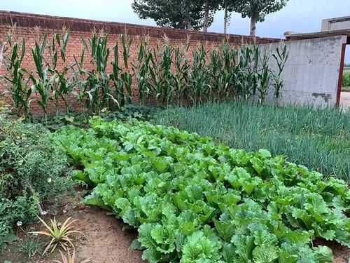 自家小院面积小，适合种植什么蔬菜？植物区适合种植的蔬菜-图1