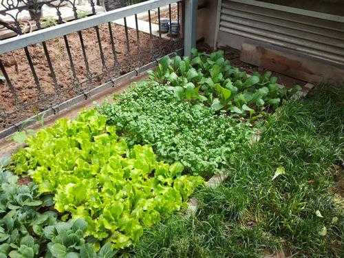 自家小院面积小，适合种植什么蔬菜？植物区适合种植的蔬菜-图2