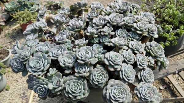 石莲花多肉怎么养更漂亮？多肉植物石莲的好处