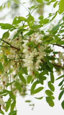 苦刺花与洋槐花的区别？蝶形花科植物有特征-图1