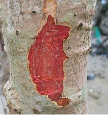 红树植物的什么极易被氧化成红色？红树林入侵植物 藤本-图2