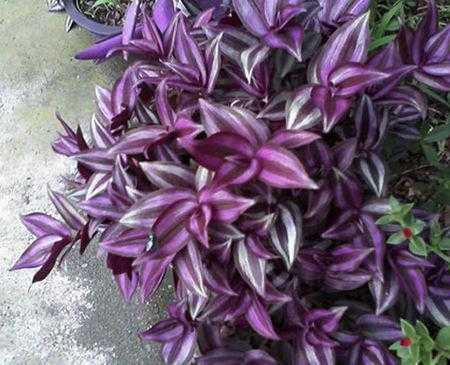 紫色藤蔓植物有哪些？紫色三角叶片的植物