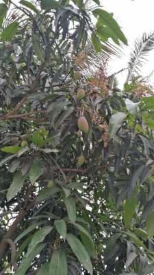 江西可以种芒果树吗？江西有哪些蜜粉源植物