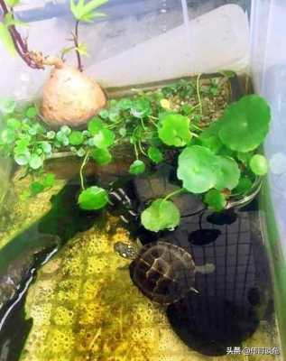 乌龟缸里种什么水培植物比较好？龟池里种那种植物好-图3