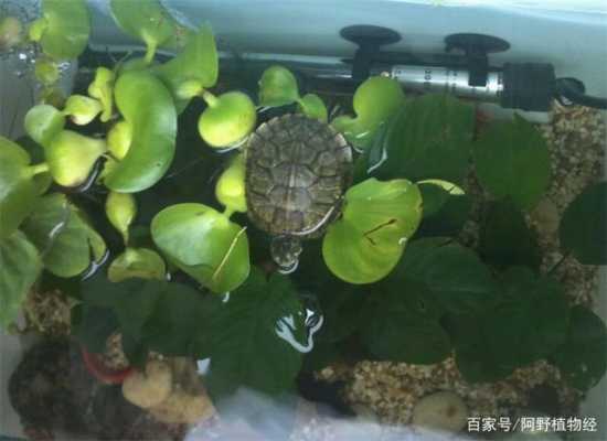 乌龟缸里种什么水培植物比较好？龟池里种那种植物好