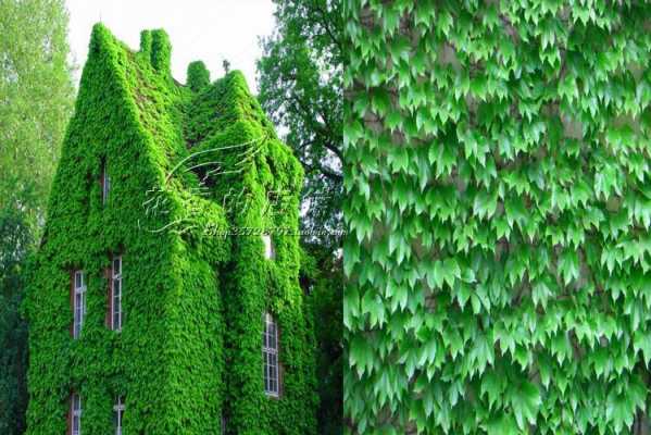 室外一年常绿的爬藤植物？室外长藤的植物图片-图2