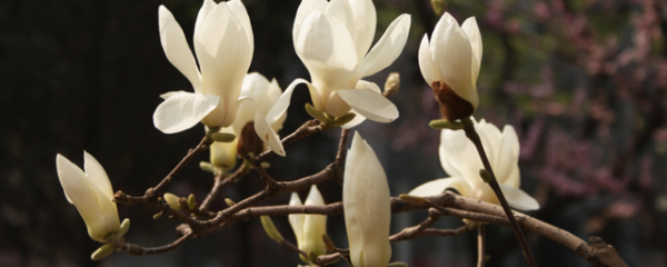 白玉兰花的花期（白玉兰花的花期和开花日期）