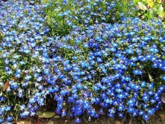 五叶开蓝色花是什么植物中药材？开蓝色花的植物及名称-图2
