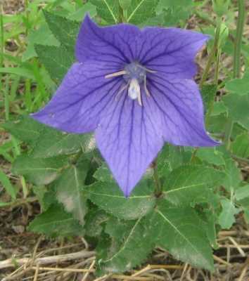 五叶开蓝色花是什么植物中药材？开蓝色花的植物及名称-图3