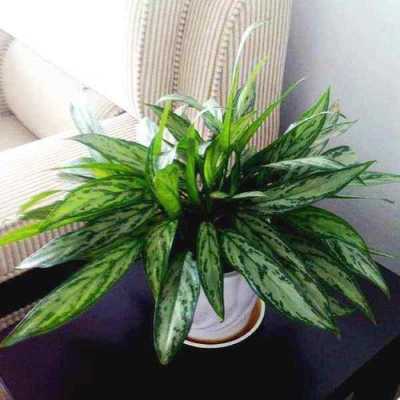 十大冻不死的绿植？十大室内观赏植物