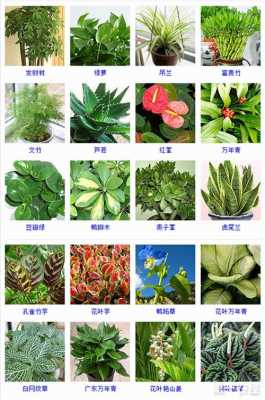 两个字的植物的名字有哪些？有意义植物名称及图片