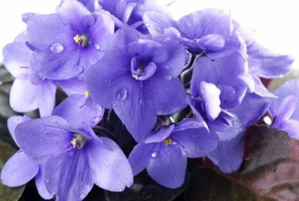 普通紫罗兰和高纯紫罗兰的区别？紫罗兰是几年生植物-图2