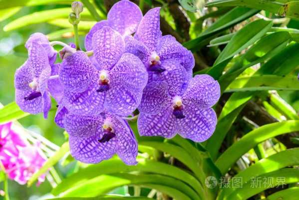 长得像兰花开紫色花是啥品种？紫色花草本植物大全