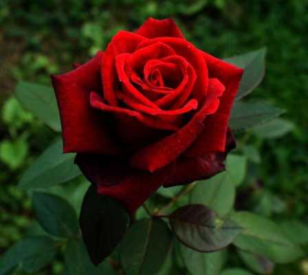 四朵红玫瑰代表什么意思？红色花有哪些植物图片