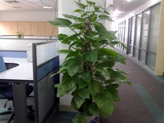 办公室的绿植特绿的寓意？各种植物的花语和象征-图3
