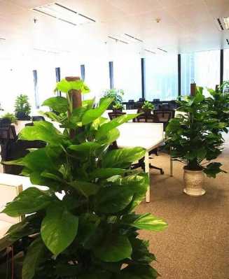 办公室的绿植特绿的寓意？各种植物的花语和象征-图2