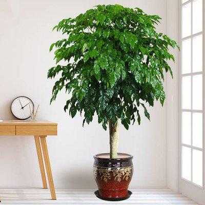 客厅最耐阴的十大盆景树？耐阴的室内盆栽植物