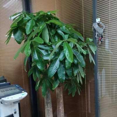 发财树4棵一盆有什么寓意？植物放四颗代表什么