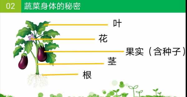 植物生长的根,茎,叶,花,果实有什么作用？图中植物根的生长现象称为-图1