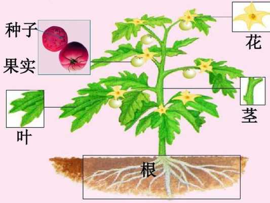 植物生长的根,茎,叶,花,果实有什么作用？图中植物根的生长现象称为-图2