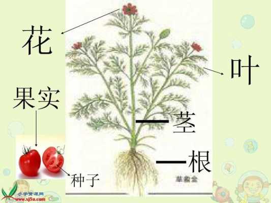 植物生长的根,茎,叶,花,果实有什么作用？图中植物根的生长现象称为-图3
