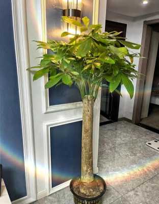 发财树怎么养才茂盛发财树放在客厅哪个位置最好呢？发财树植物能放客厅吗-图1