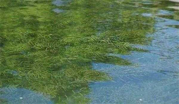 什么植物能够给水提供氧气？伊乐藻属于挺水植物吗-图1