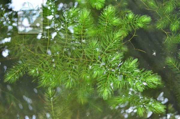 什么植物能够给水提供氧气？伊乐藻属于挺水植物吗-图3