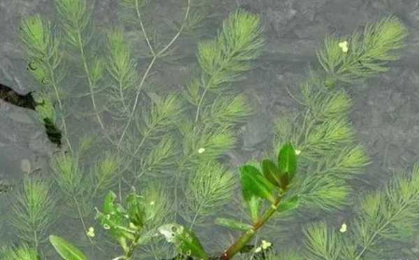 什么植物能够给水提供氧气？伊乐藻属于挺水植物吗-图2