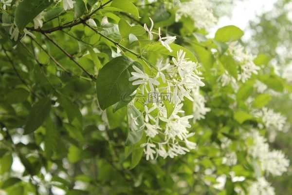 白色花树是什么花？开白花的木本植物有哪些