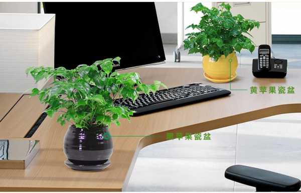 办公室的桌子上适合养什么植物？高植物适合放办公桌吗