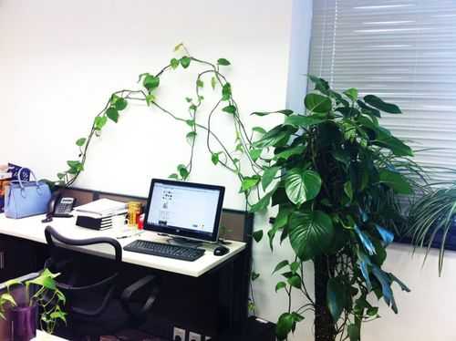 办公室的桌子上适合养什么植物？高植物适合放办公桌吗-图2