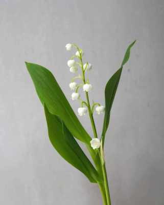 铃兰花的生长特性（铃兰花的生长特性有哪些）-图2
