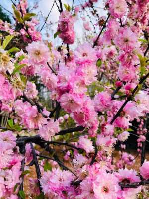 梅花有粉色的吗？开粉色花的木本植物 梅