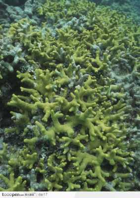 像珊瑚一样的茶叶？植物像珊瑚一样叫什么-图3