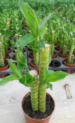 粗的富贵竹叫什么名字？跟竹子一样粗的植物-图1