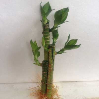 粗的富贵竹叫什么名字？跟竹子一样粗的植物-图3