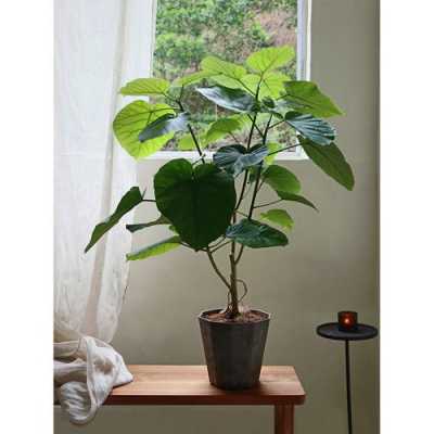 客厅耐阴大型木本植物？客厅的耐阴大型盆栽植物-图1