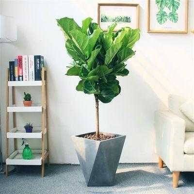 客厅耐阴大型木本植物？客厅的耐阴大型盆栽植物-图2