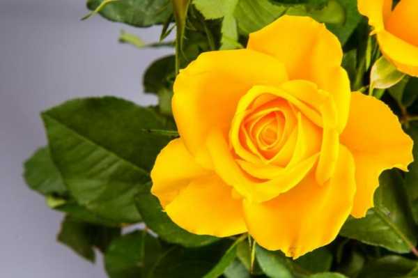黄色的玫瑰花好家养吗？死不了花是酸性植物吗