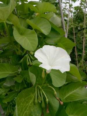 有一种植物，开大白色喇叭花，结带刺的绿色果实，叫什么？开喇叭花的植物图片-图1